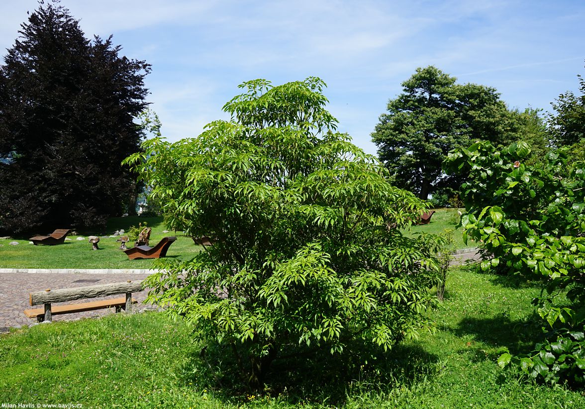 trochodendron aralioides