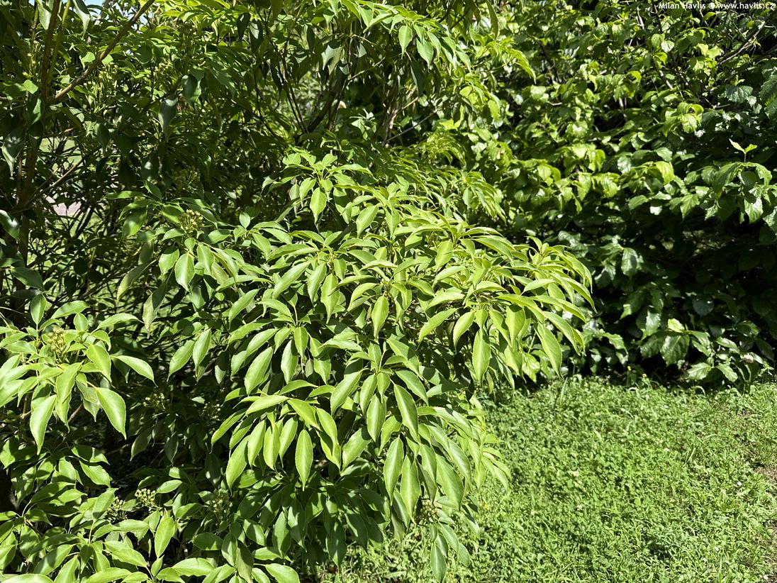 trochodendron aralioides