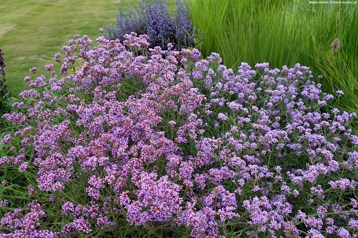 verbena bonariensis Lollipop