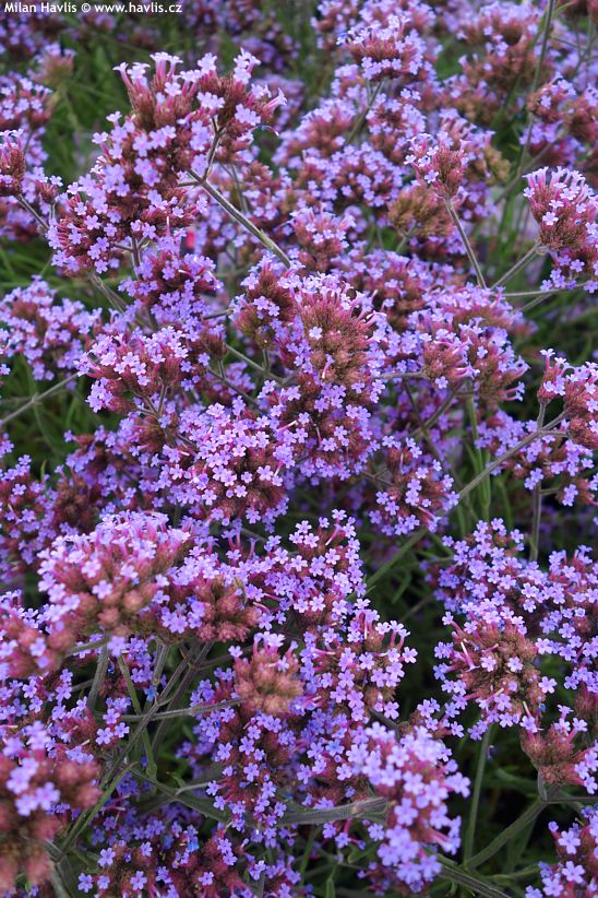 verbena bonariensis Lollipop