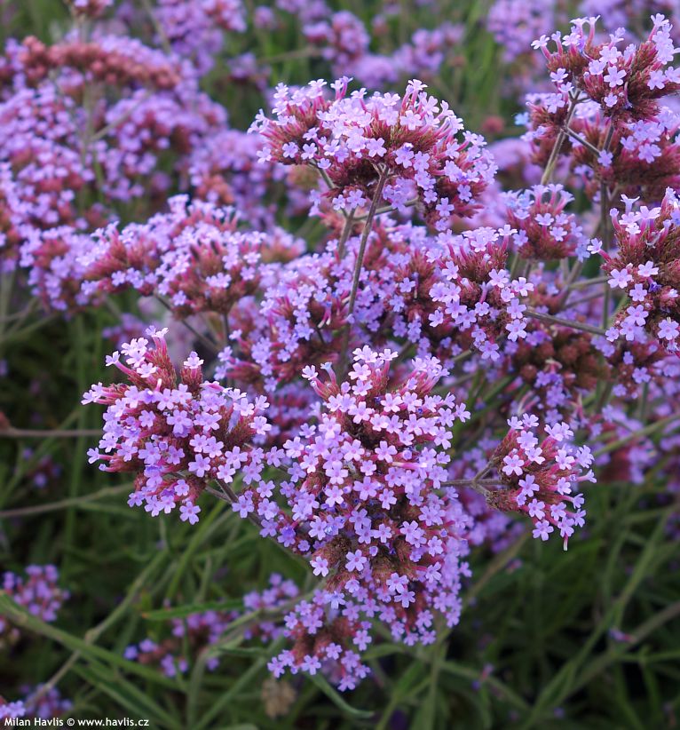 verbena bonariensis Lollipop