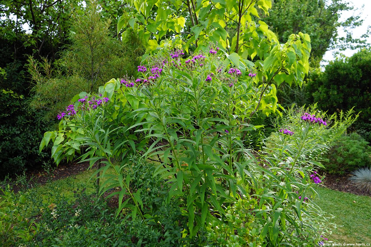 vernonia noveboracensis 2026 (8).jpg