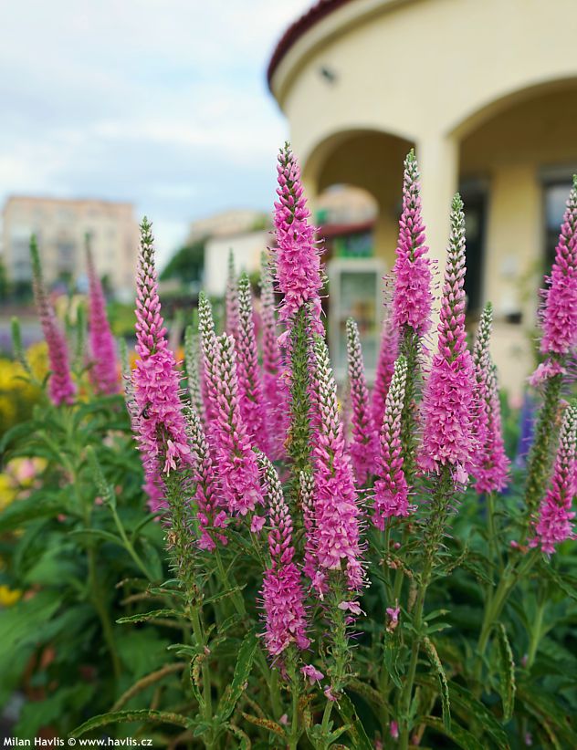 veronica Anniversary Rose