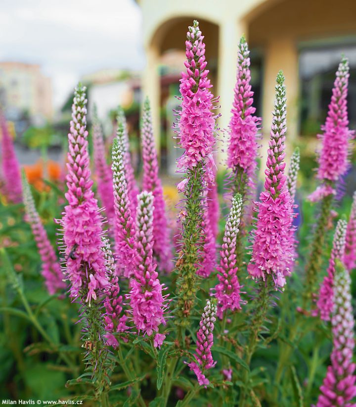 veronica Anniversary Rose