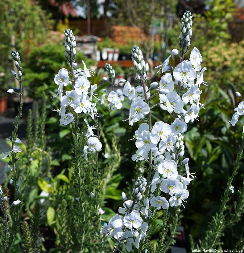 veronica gentianoides Tissington White