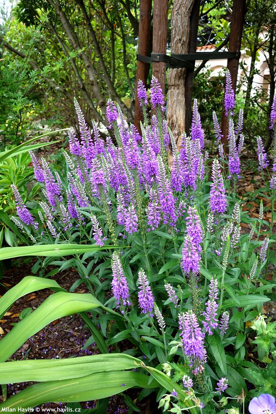 veronica longifolia Eveline