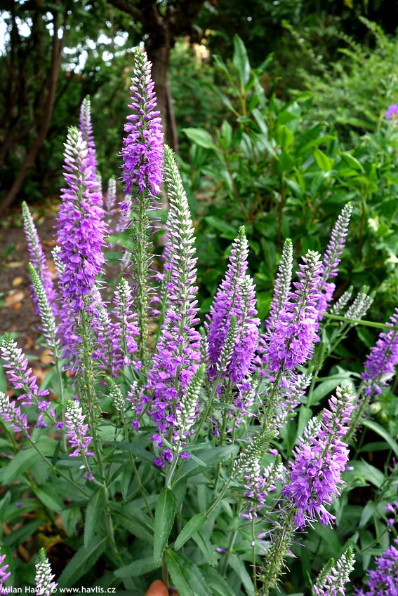 veronica longifolia Eveline