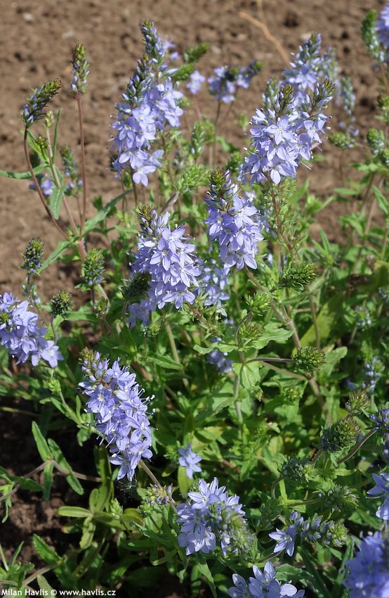 veronica prostrata Nestor