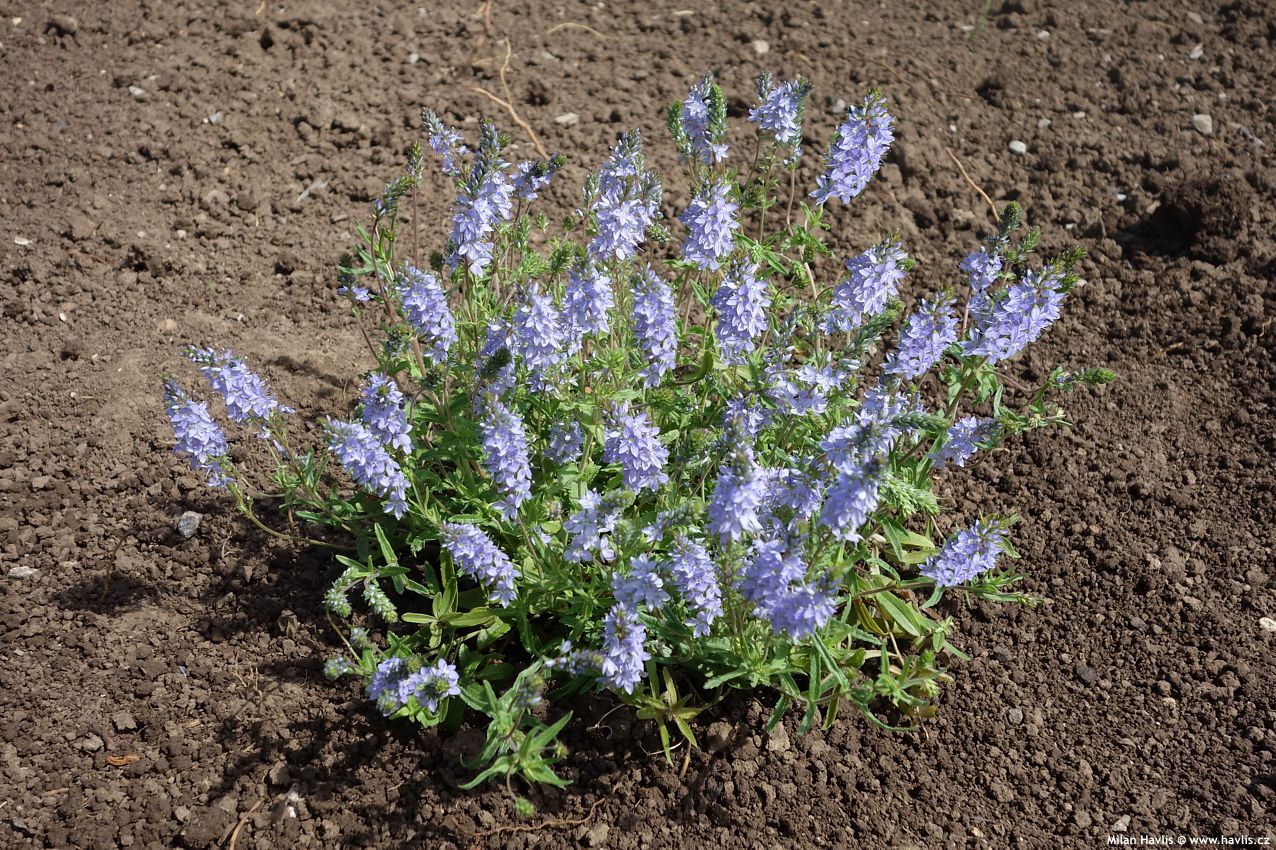 veronica prostrata Nestor
