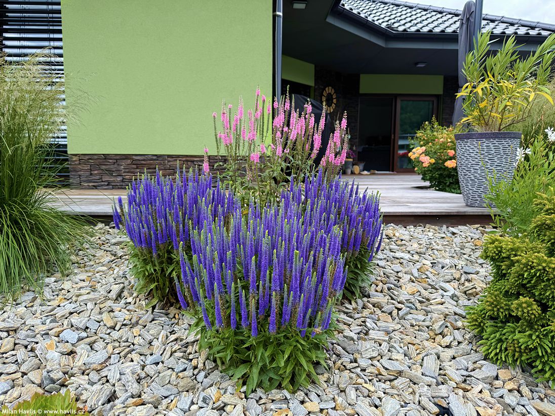 veronica spicata Royal Candles
