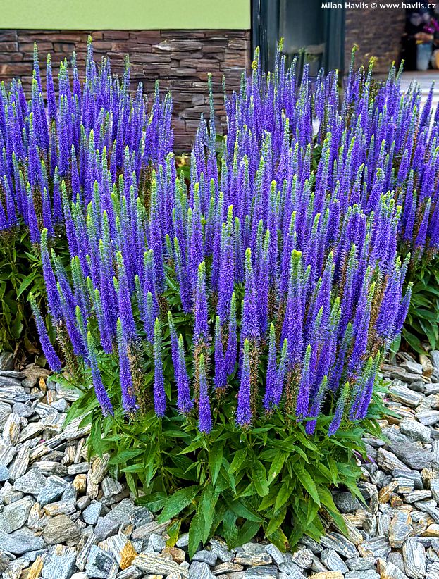 veronica spicata Royal Candles