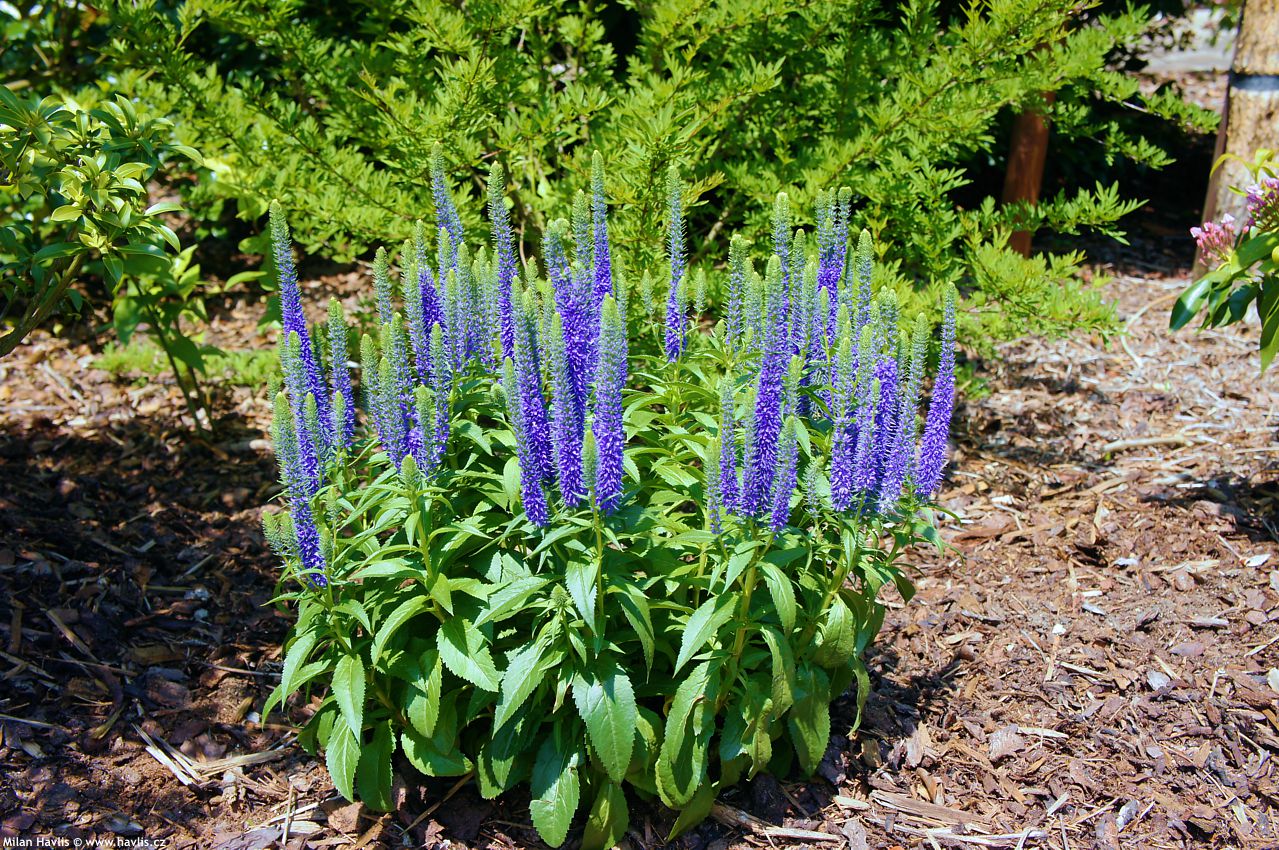 veronica spicata Ulster Blue Dwarf