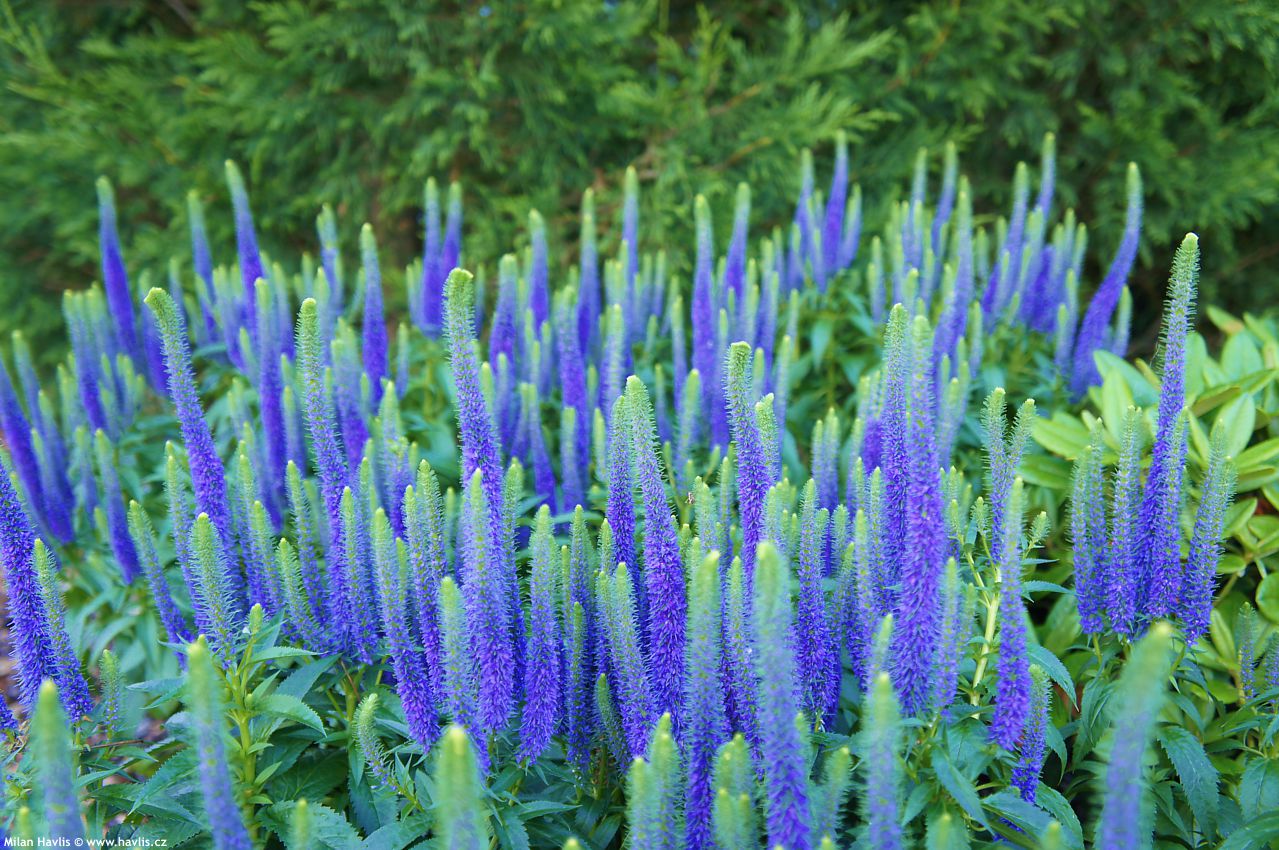 veronica spicata Ulster Blue Dwarf