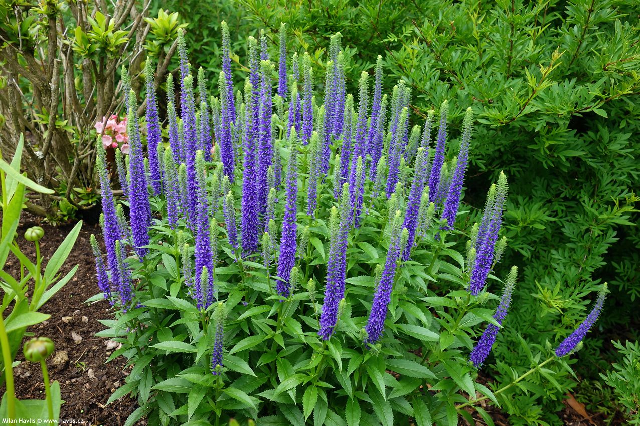 veronica spicata Ulster Blue Dwarf