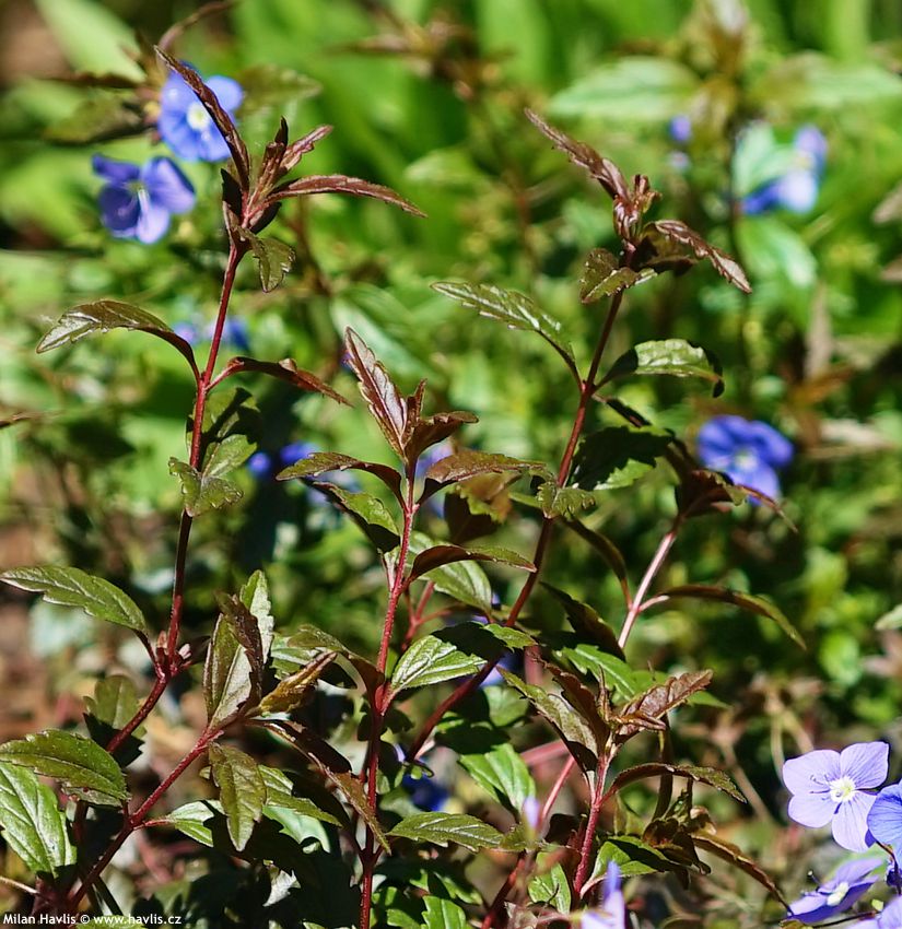veronica umbrosa Georgia Blue