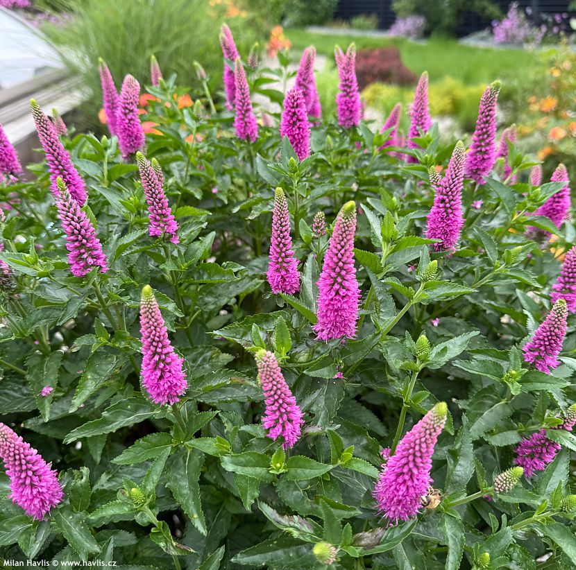 veronica x media First Love