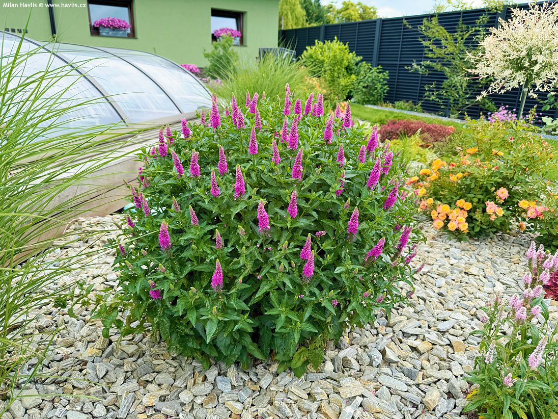 veronica x media First Love