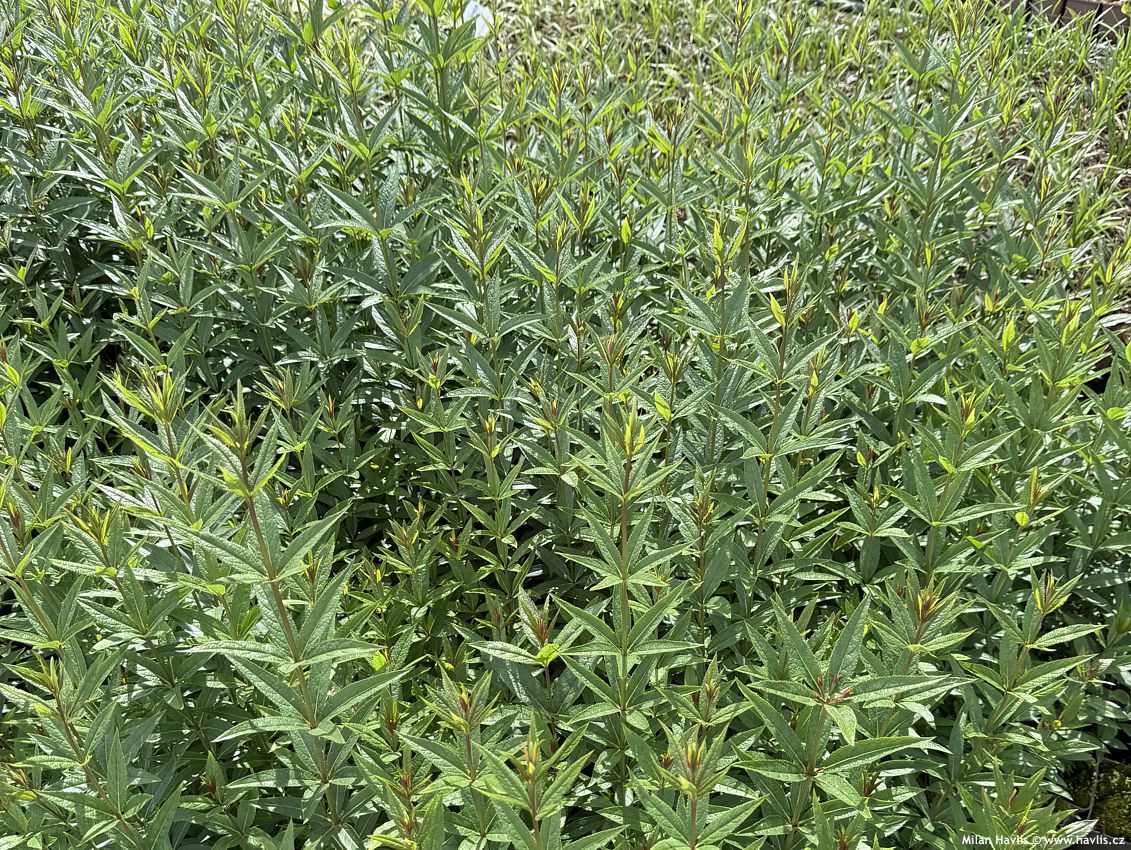 veronicastrum virginicum Diane 2025.jpg