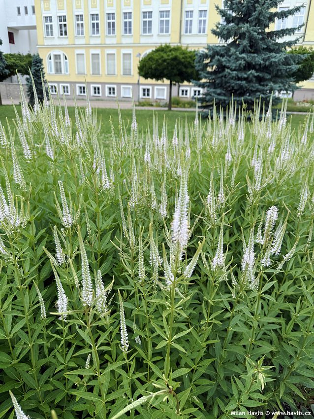 veronicastrum virginicum Diane 2026 (5).jpg