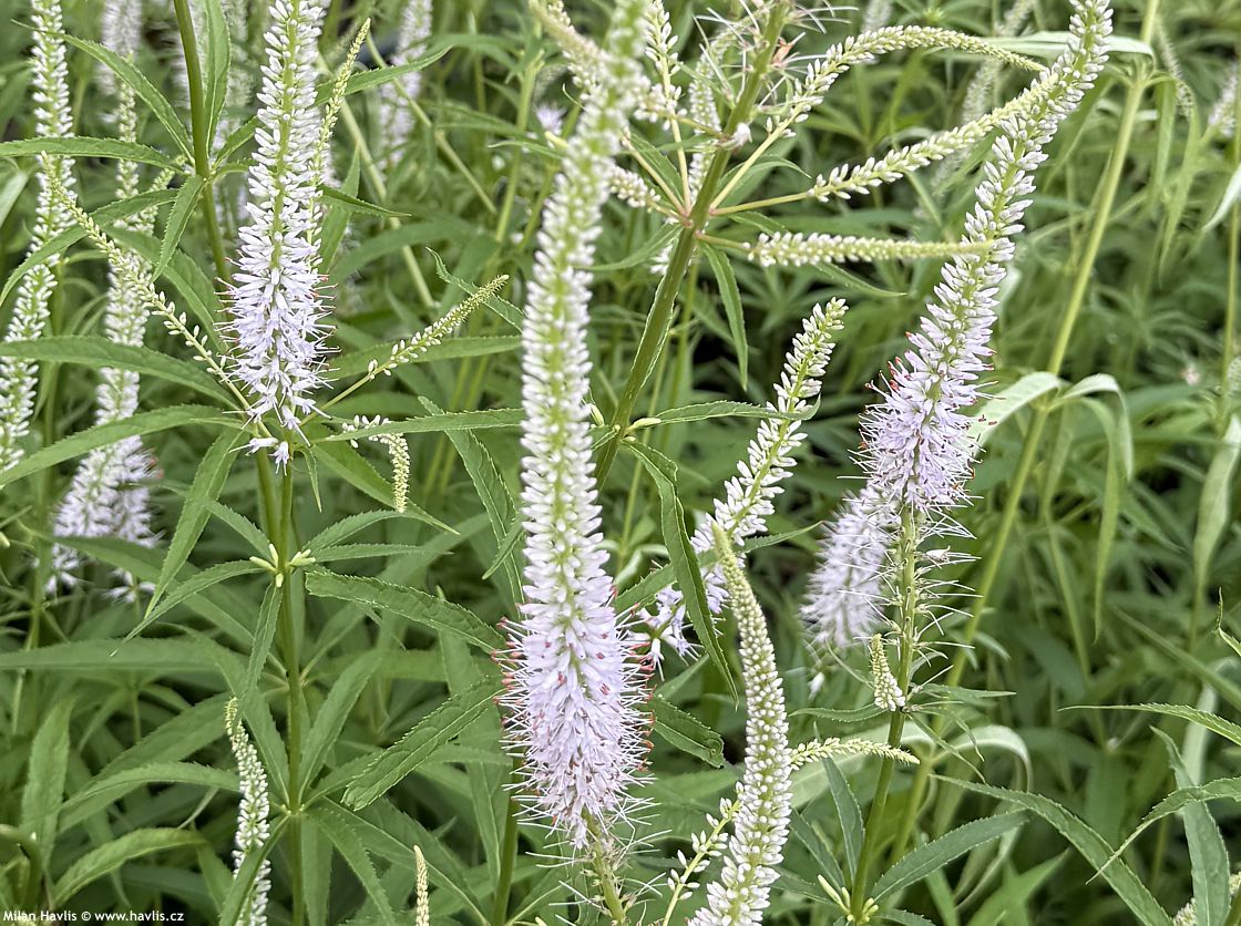 veronicastrum virginicum Lavendelturm