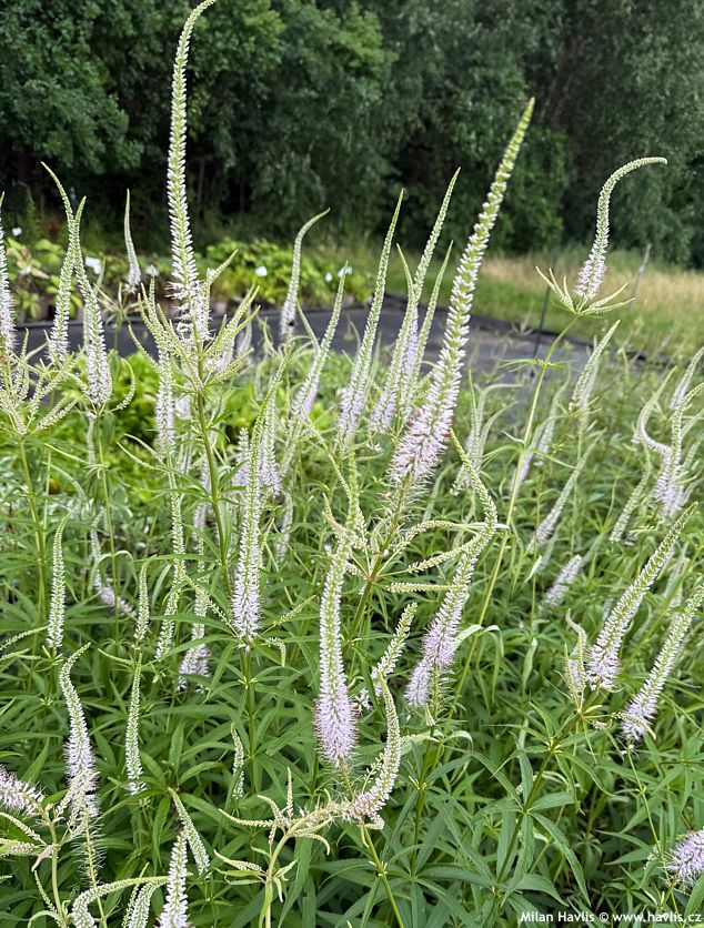 veronicastrum virginicum Lavendelturm