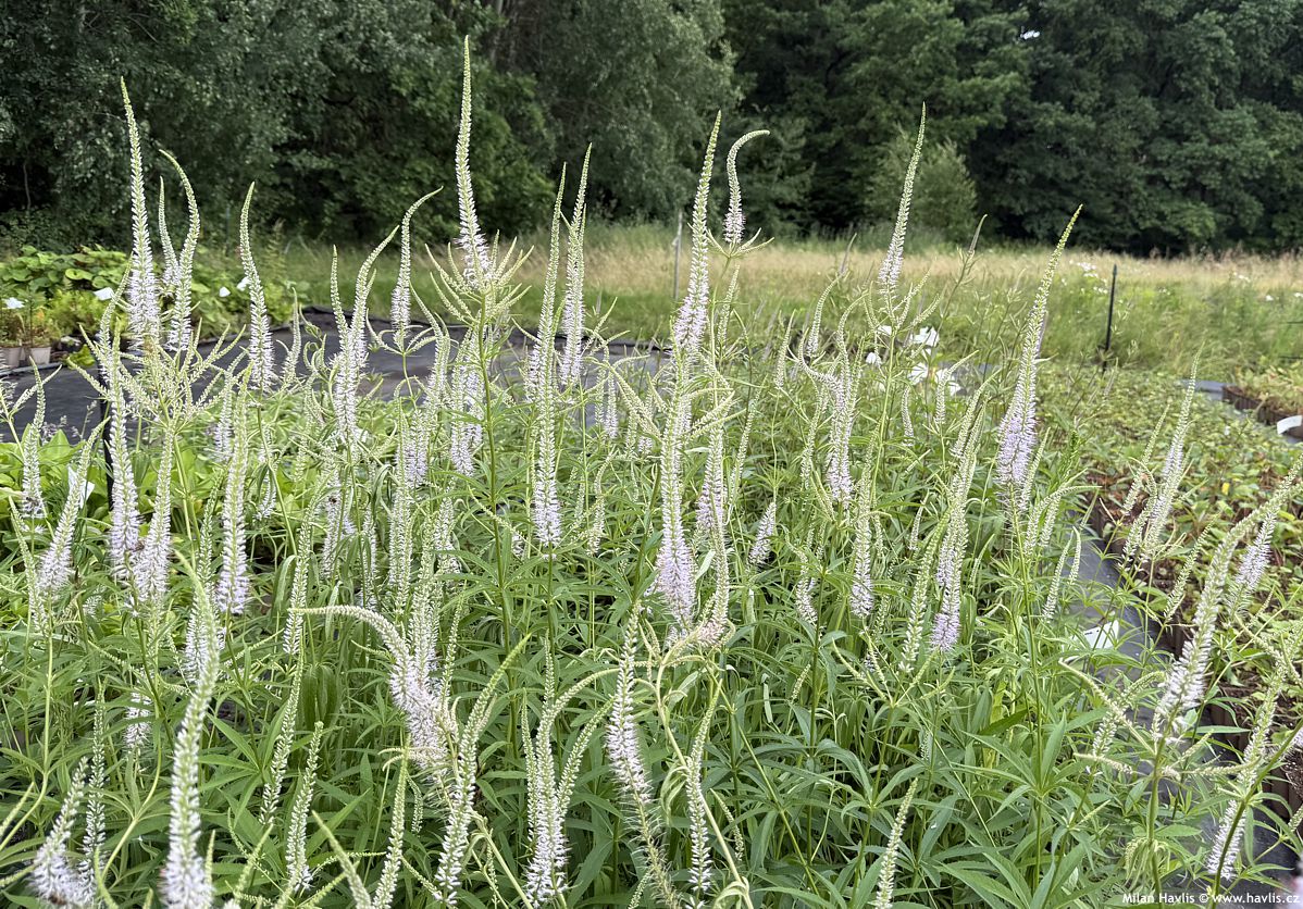 veronicastrum virginicum Lavendelturm