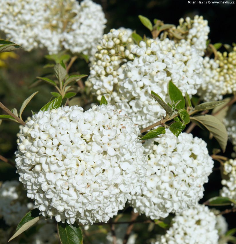 viburnum Eskimo