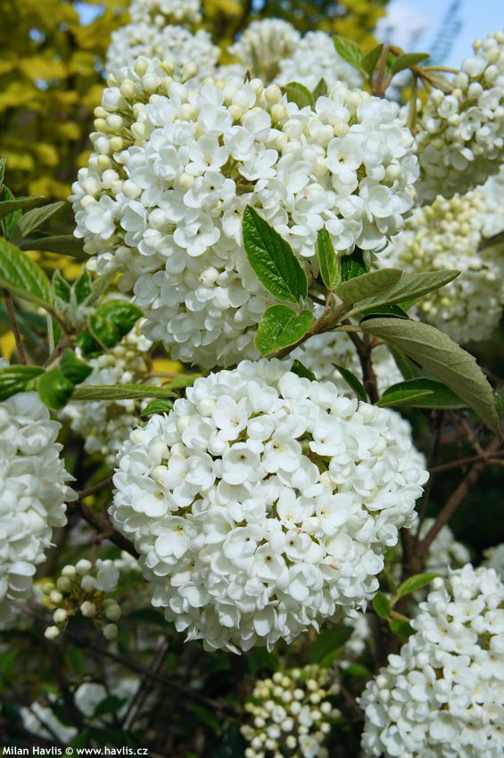 viburnum Eskimo