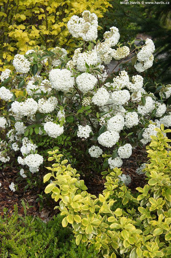 viburnum Eskimo