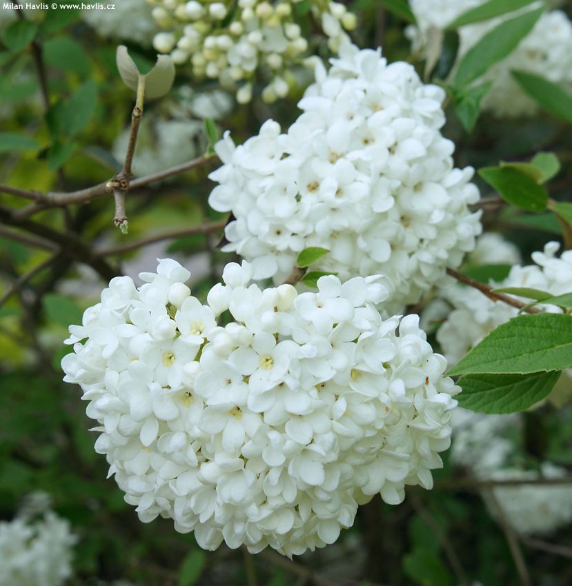 viburnum Eskimo