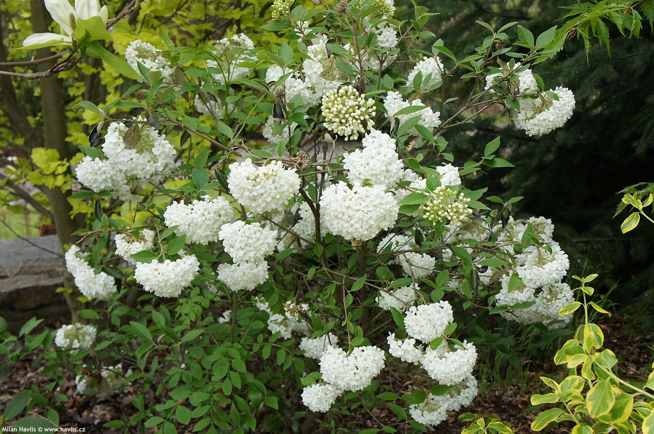 viburnum Eskimo