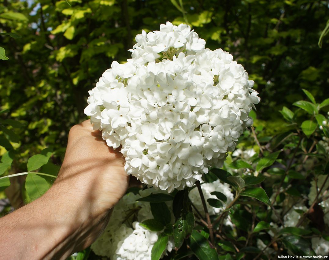 viburnum Eskimo
