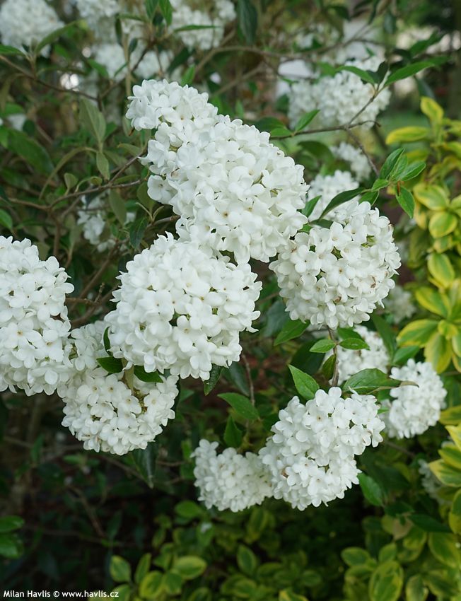 viburnum Eskimo