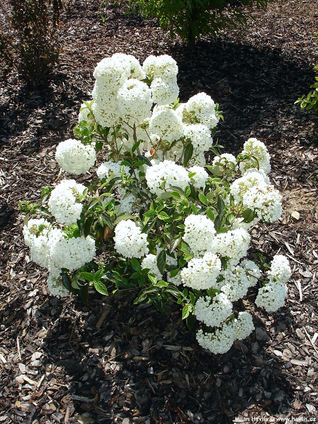 viburnum Eskimo