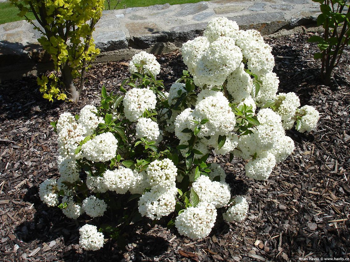 viburnum Eskimo