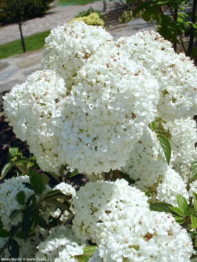 viburnum Eskimo