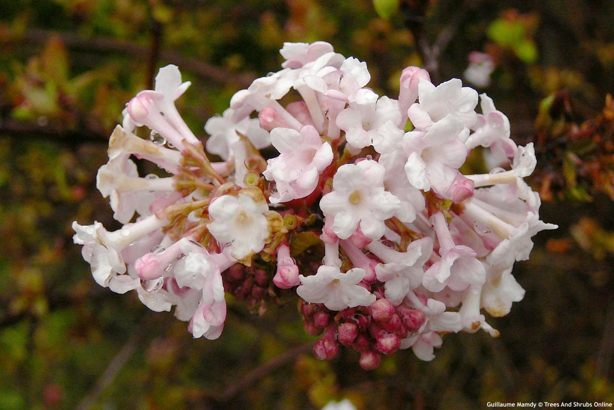 viburnum farreri