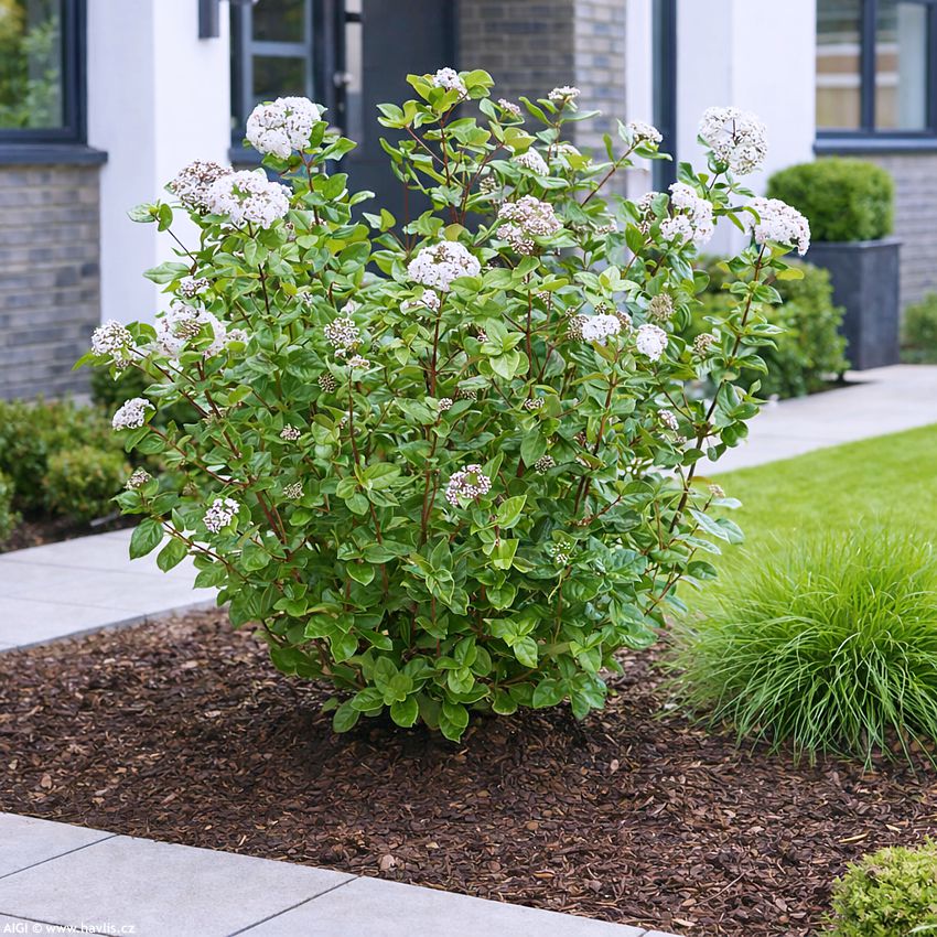 viburnum tinus Rock and Rolla 2026 AIGI 1.jpg