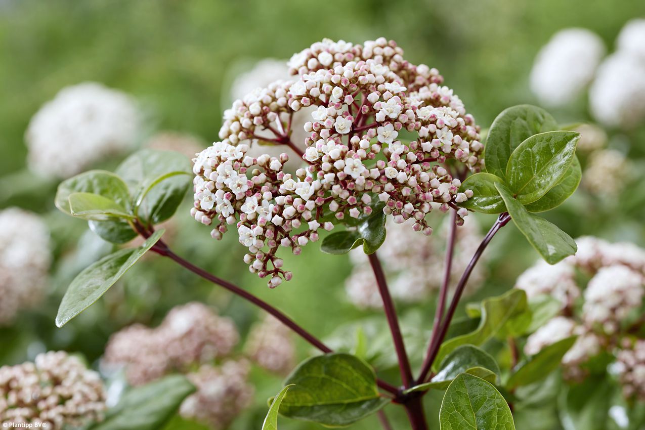 viburnum tinus Rock and Rolla PT 10.jpg