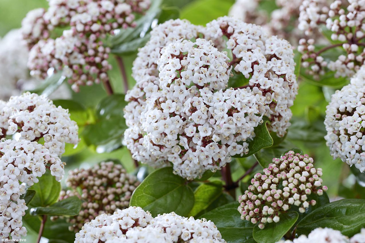 viburnum tinus Rock and Rolla PT 11.jpg