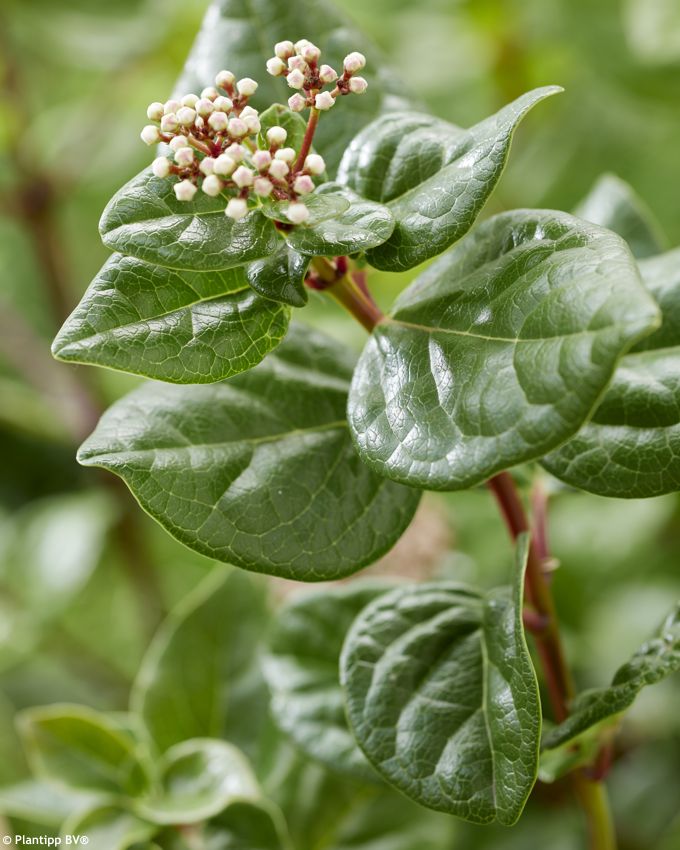 viburnum tinus Rock and Rolla PT 14.jpg
