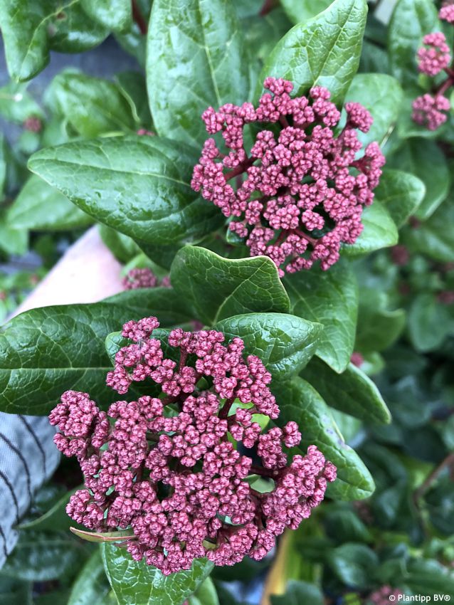 viburnum tinus Rock and Rolla PT 3.jpg