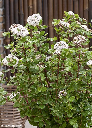 Viburnum tinus ROCK & ROLLA®