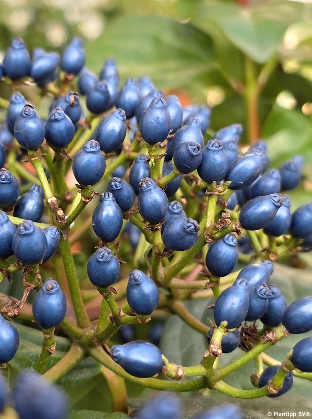 viburnum tinus Rock and Rolla PT 9.jpg