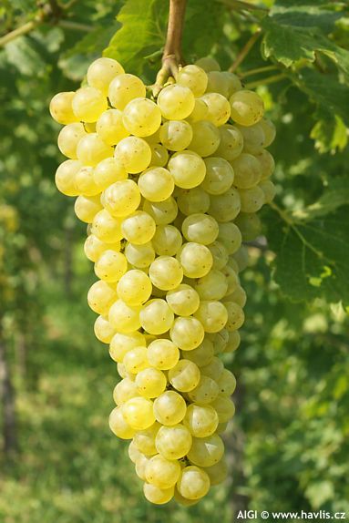 Vitis 'PRIMUS'