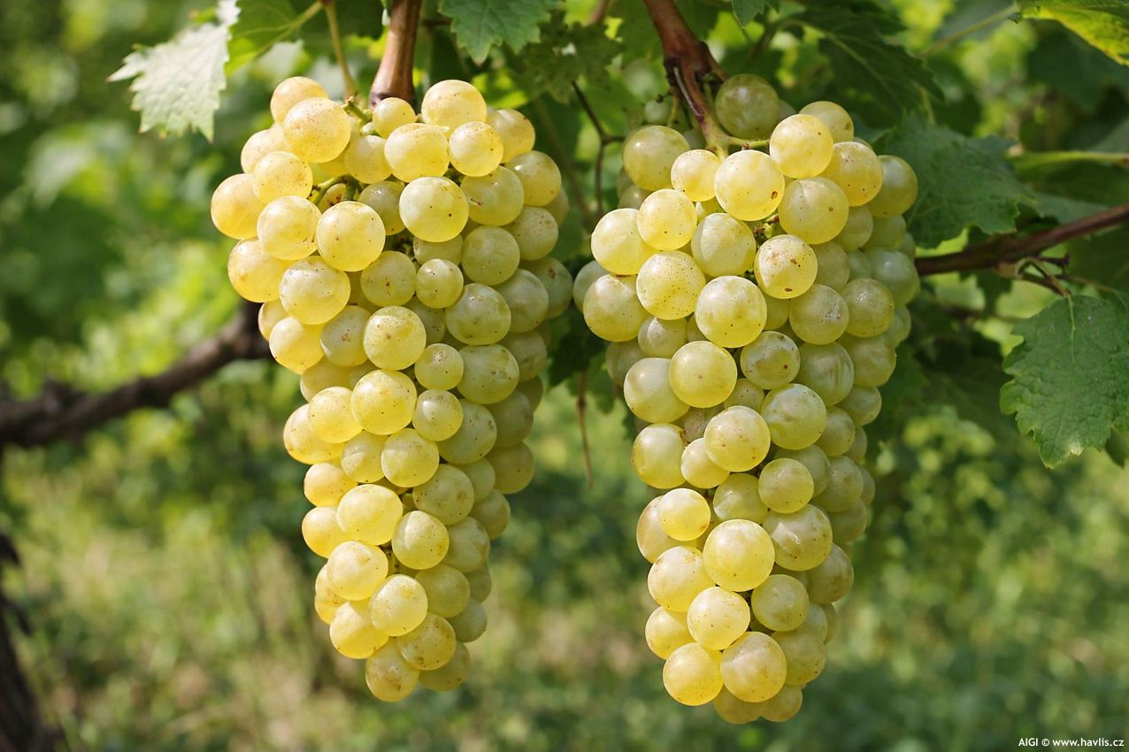 vitis Primus