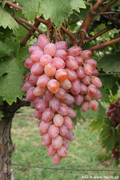 Vitis 'RHEA'