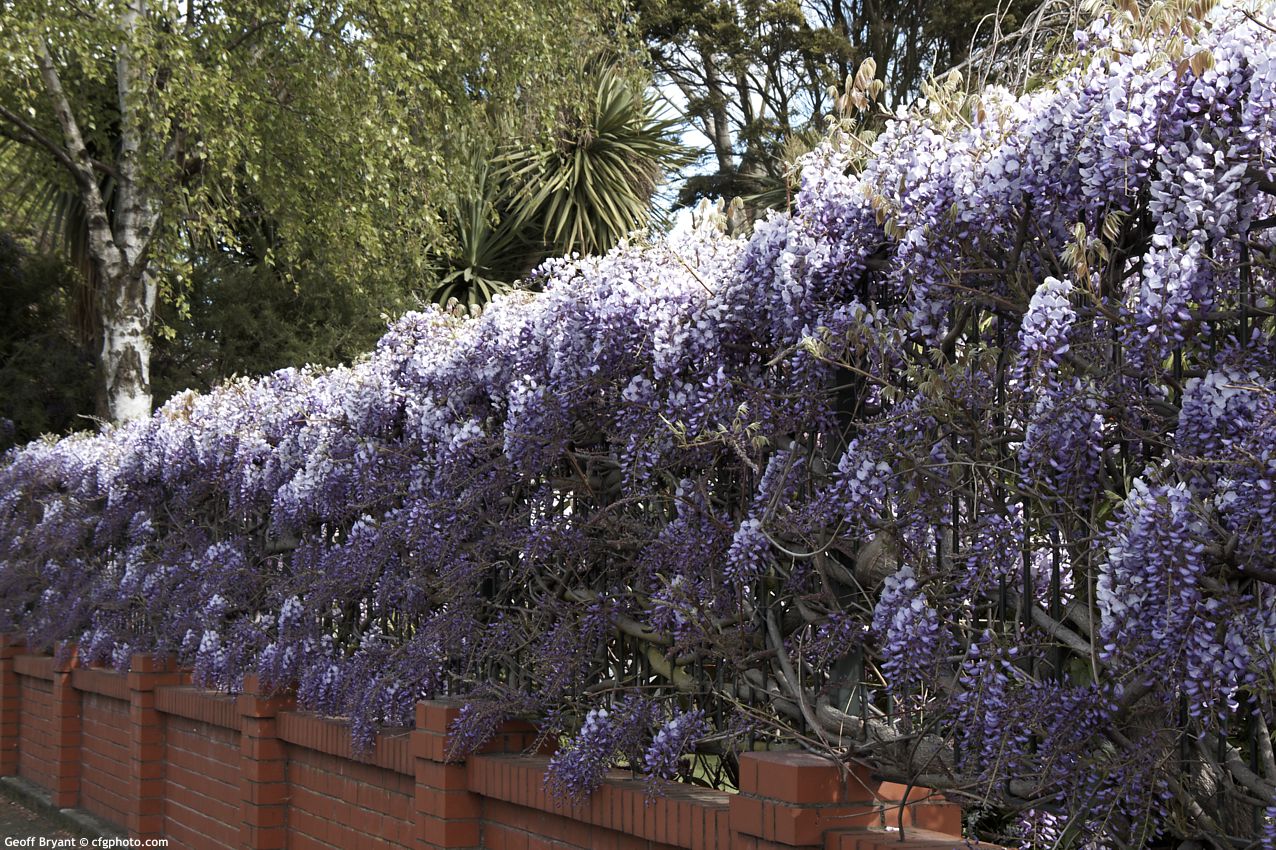 wisteria sinensis Amethst