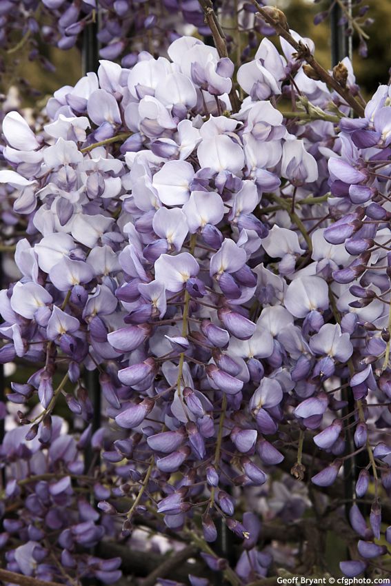 wisteria sinensis Amethst