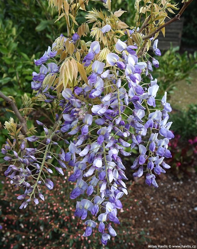 wisteria sinensis Amethyst
